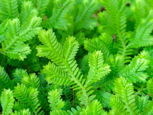 Dettaglio Felce Verde Natura Nella Foresta Pluviale Con Muschio Sulla — Foto Stock
