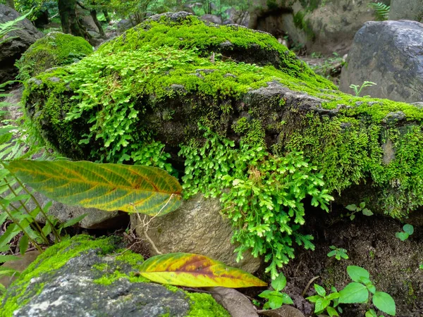 Πράσινη Φτέρη Λεπτομέρεια Φύση Στο Τροπικό Δάσος Βρύα Στο Βράχο — Φωτογραφία Αρχείου