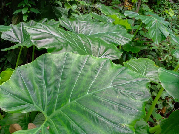 Primer Plano Naturaleza Tropical Hoja Verde Caladio Textura Fondo Bosque —  Fotos de Stock