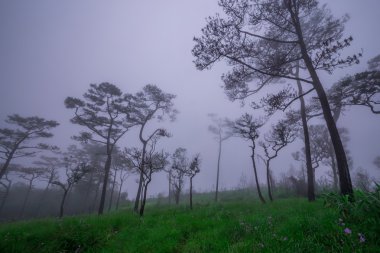Sis ve kır çiçekleri alan çam ormanı