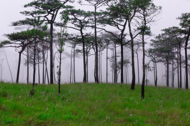 Sis ve kır çiçekleri alan çam ormanı