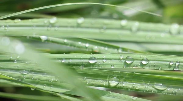 Dew drop på gräs — Stockfoto