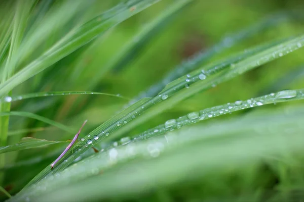 Tautropfen auf Gras — Stockfoto