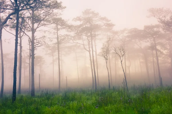 Floresta de pinheiro com neblina e campo de flores silvestres — Fotografia de Stock