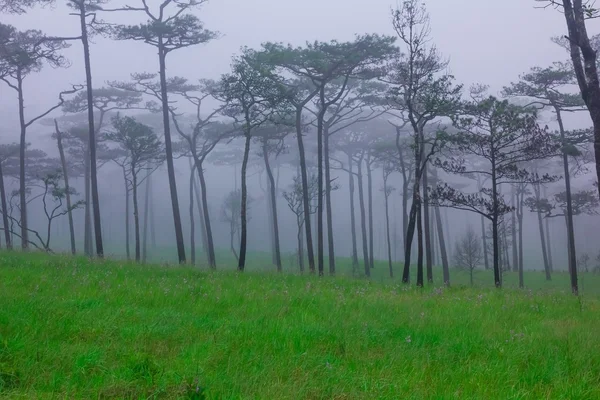 Fenyves erdő a köd és a vadvirágok — Stock Fotó