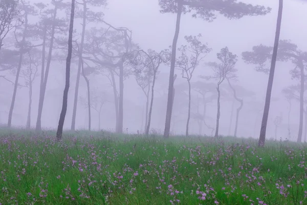 Pine forest with mist and wildflowers field — Stock Photo, Image