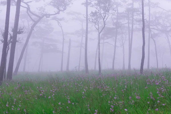 Pine forest with mist and wildflowers field — Stock Photo, Image