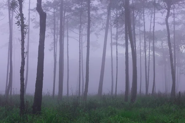 Pine forest with mist and wildflowers field — Stock Photo, Image