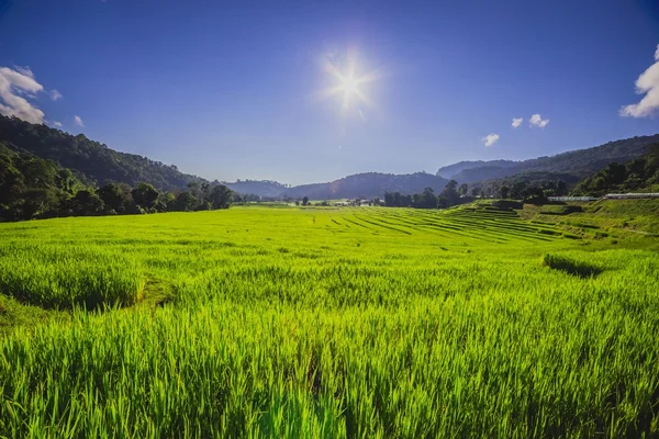 Campo de arroz con luz solar — Foto de Stock
