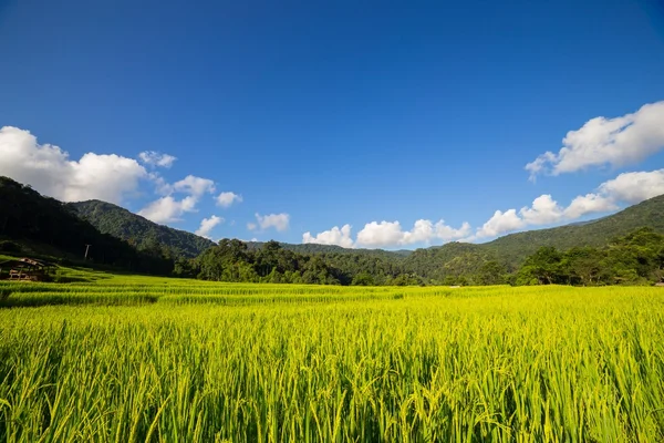 Rice field with sunlight — Stock Photo, Image