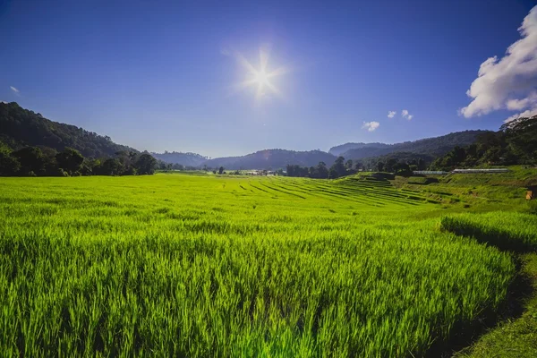 Rice field with sunray — Stock Photo, Image