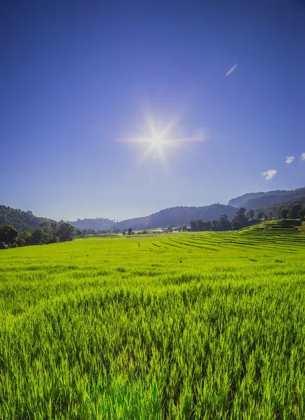 Campo de arroz con rayos de sol — Foto de Stock