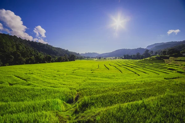 Campo de arroz con rayos de sol — Foto de Stock