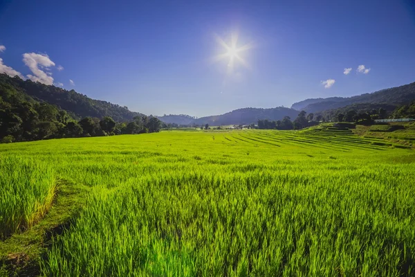 Champ de riz avec rayon de soleil — Photo