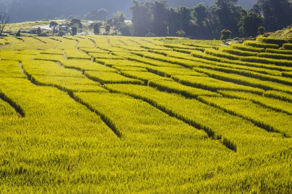 Colinas verdes rodantes y campo de arroz — Foto de Stock