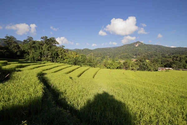 Risaia con raggio di sole — Foto Stock