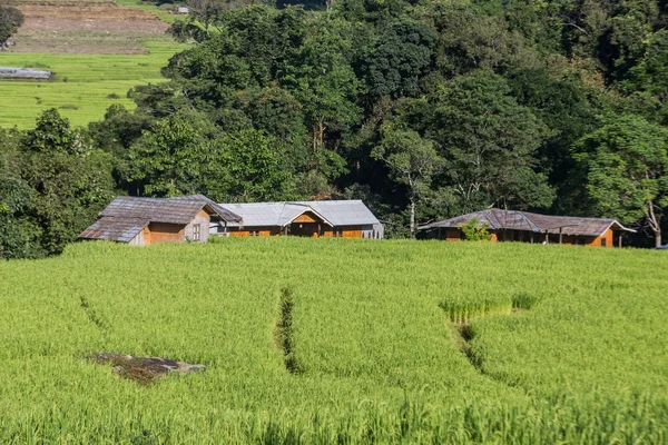 Bergulir bukit hijau dan sawah — Stok Foto