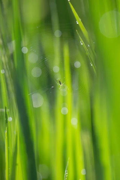 Spider spindelnät — Stockfoto