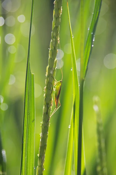 クモ蜘蛛の巣 — ストック写真