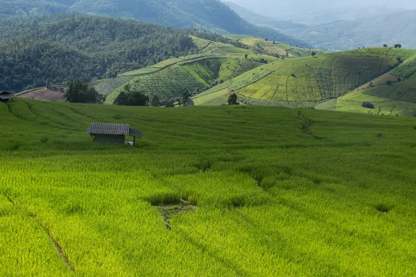 Rolling green hills and rice field — Stock Photo, Image