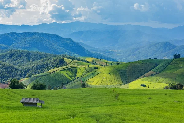 Champ de riz et collines verdoyantes avec lumière du soleil — Photo