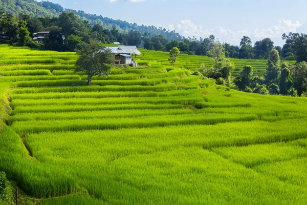 Campo de arroz y colinas verdes con luz solar — Foto de Stock