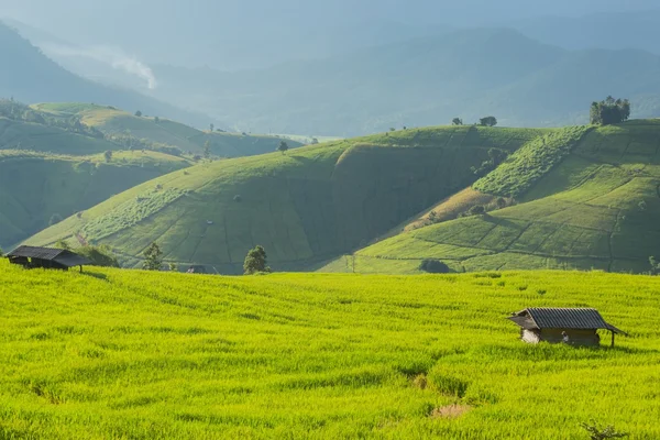 Rice field and Rolling green hills with sunlight — Stock Photo, Image