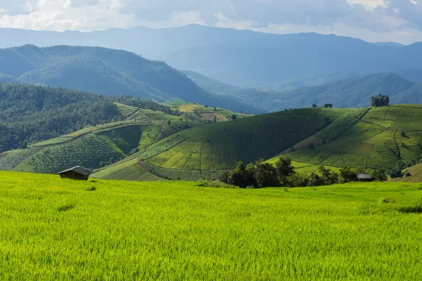 Rice field and Rolling green hills with sunlight — Stock Photo, Image