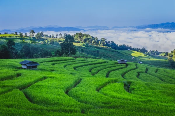 Campo de arroz y colinas verdes con luz solar — Foto de Stock