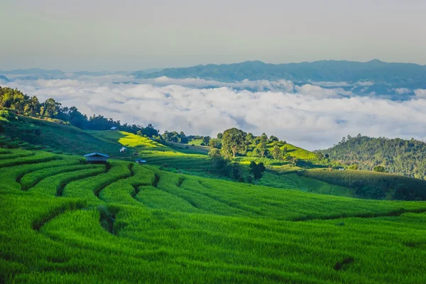 Rice field and Rolling green hills with sunlight — Stock Photo, Image