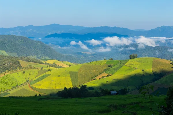 Reisfeld und grüne Hügel mit Sonnenlicht — Stockfoto