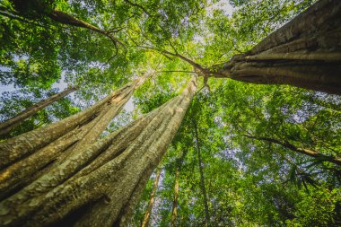 Arkasında güneş olan orman