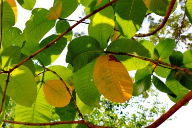 Sonbahar Yaprakları