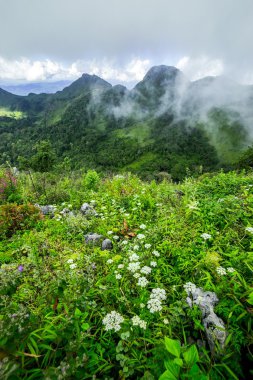 Baharda kır çiçeği