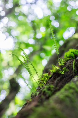 eğreltiotu yaprakları
