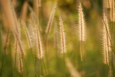 Sabah güneş kır çiçekleri üzerinde parlıyor