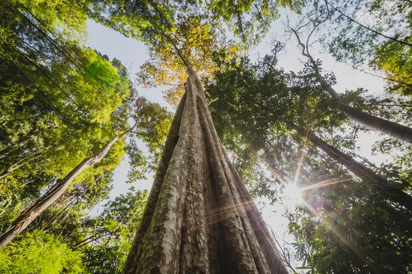 Floresta com o sol por trás — Fotografia de Stock