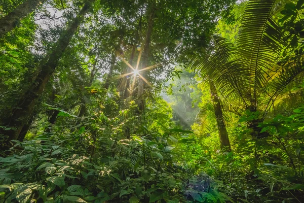 Wald mit der Sonne im Hintergrund — Stockfoto