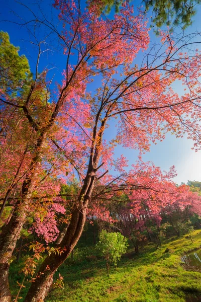 Cherry blossom in the spring — Stock Photo, Image