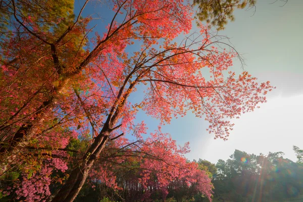 Fleur de cerisier au printemps — Photo