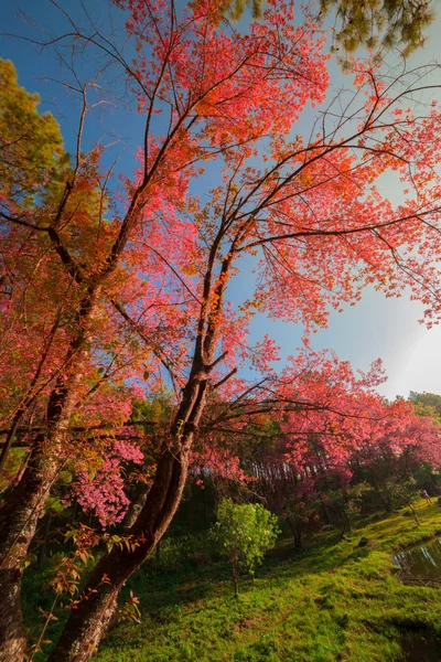 Cherry blossom in the spring — Stock Photo, Image