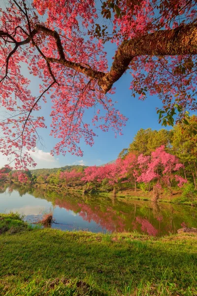 Beautiful spring colors — Stock Photo, Image