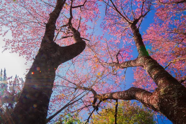 Körsbärsblomma på våren — Stockfoto