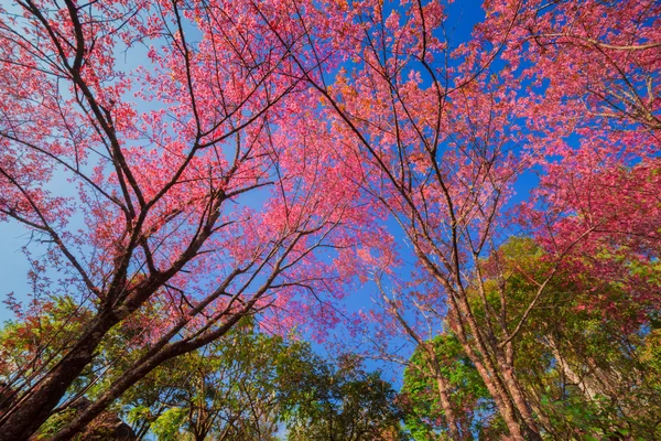 Kirschblüte im Frühling — Stockfoto