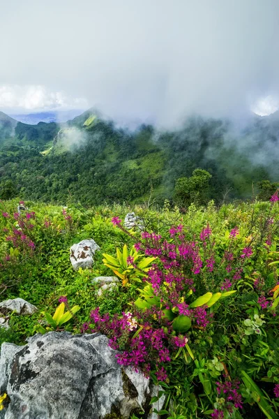 Wildflower på våren — Stockfoto