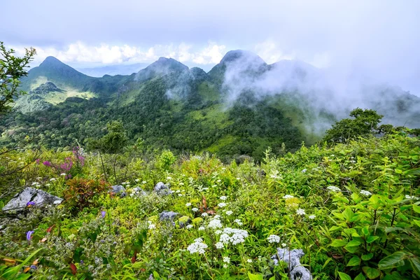 Fiordaliso in primavera — Foto Stock