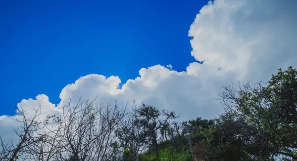 Green field with blue sky — Stock Photo, Image