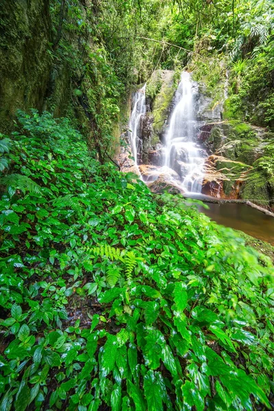 Waterfall in rain forest — Stock Photo, Image