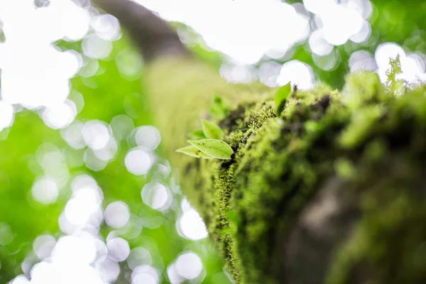 Daun musim semi hijau segar — Stok Foto