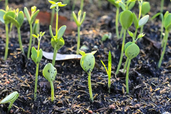 Primer plano de suciedad con pequeños brotes verdes — Foto de Stock